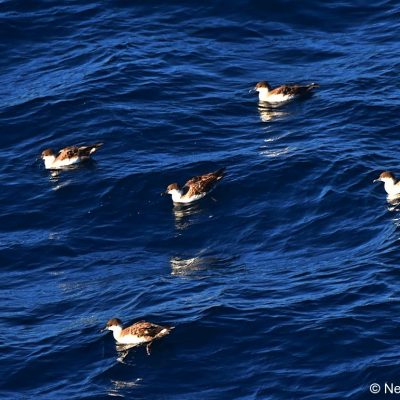 'Flock',  26 April 2017