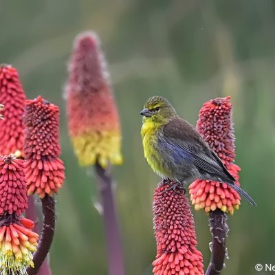 Sani Pass,  30 December 2016