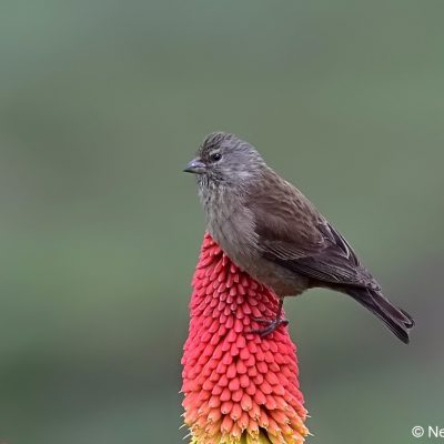 Sani Pass,  30 December 2016
