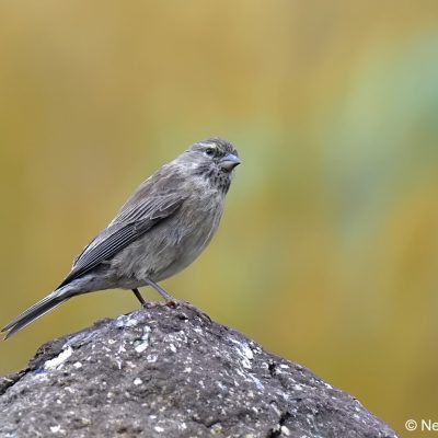 Naudes Nek,   Jan 2017