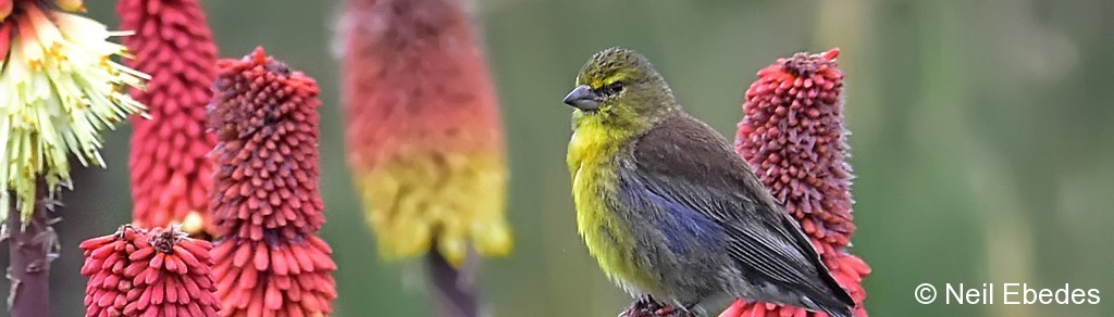 Siskin, Drakensberg