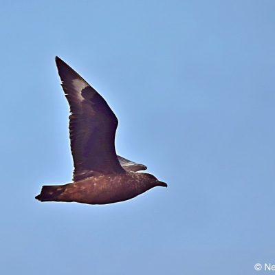 "Flock",  26 April 2017