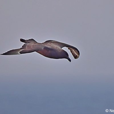 "Flock",  26 April 2017