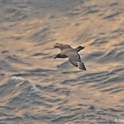 "Flock",  26 April 2017