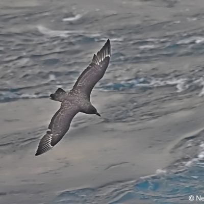 "Flock",  26 April 2017