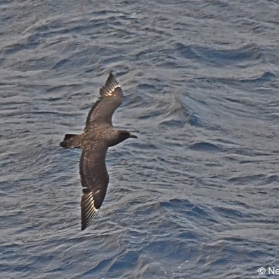 "Flock",  26 April 2017