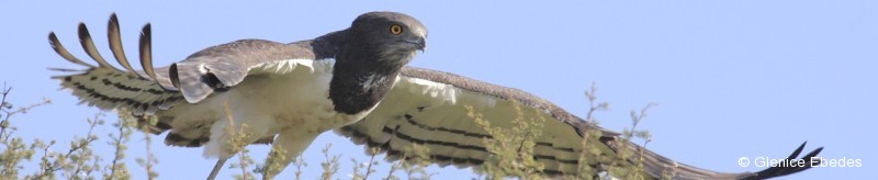 Snake-eagle, Black-chested