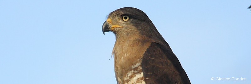 Snake-eagle, Southern-banded