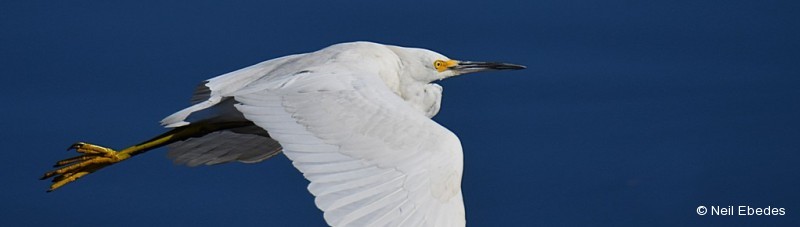 Egret, Snowy