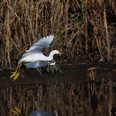 Black river, W Cape, 18 June 2015