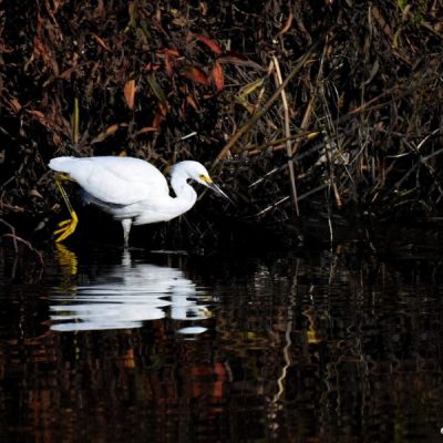 Black river, W Cape, 18 June 2015