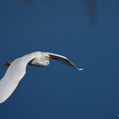 Black river, W Cape, 18 June 2015