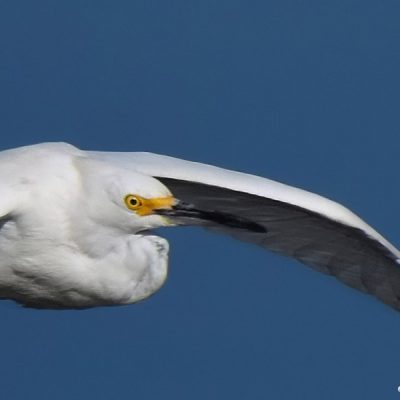 Black river, W Cape, 18 June 2015