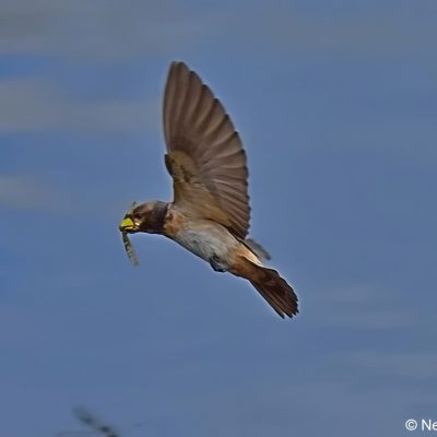 Geluksburg,  Kwazulu-Natal - Dec 2016