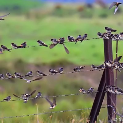 Geluksburg,  Kwazulu-Natal - Dec 2016