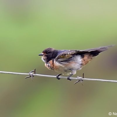 Geluksburg,  Kwazulu-Natal - Dec 2016