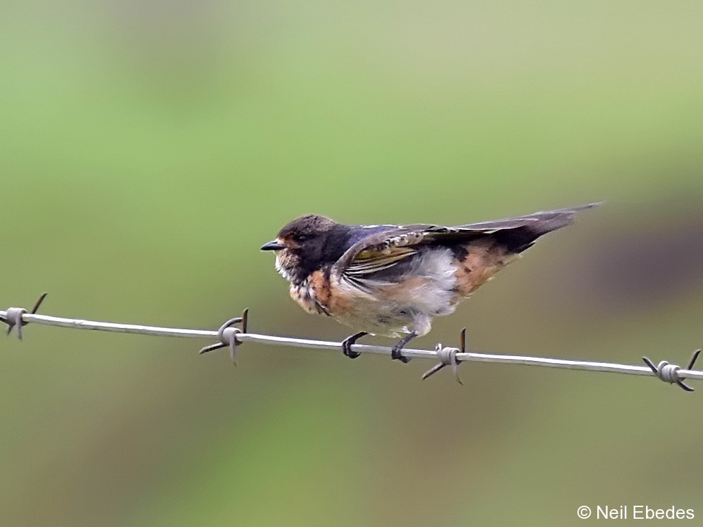 Cliff-swallow, South African