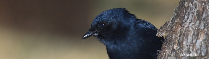 Flycatcher, Southern Black