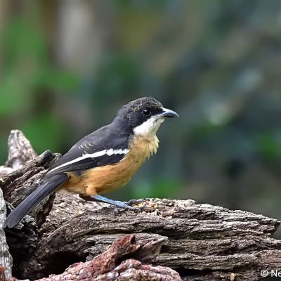 Norscott slopes Gauteng,  March 2017