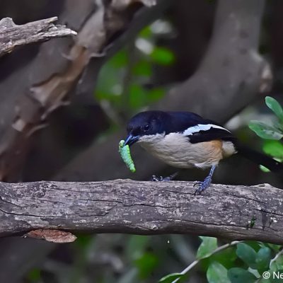 Norscott slopes Gauteng,  March 2017