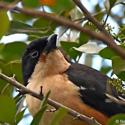 Natures Valley (rest camp),  Aug 2017