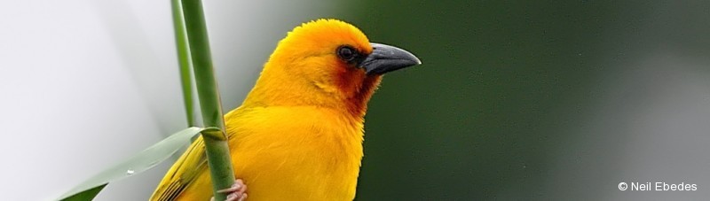 Weaver, Southern Brown-throated