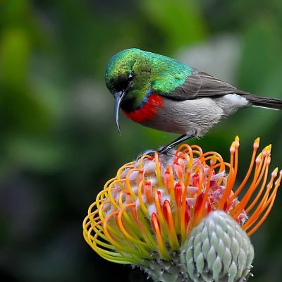 Kirstenbosch Botanical Gardens, Western Cape - April 2012