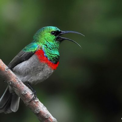 Kirstenbosch Botanical Gardens, Western Cape - April 2012