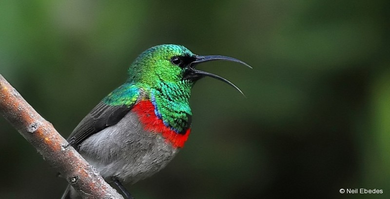 Sunbird, Southern Double-collared