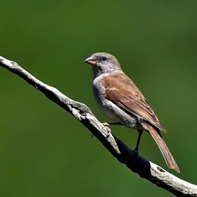 Vrederus farm,  Naudes nek - Dec 2016