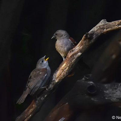 Norscott slopes, Gauteng - Feb 2017