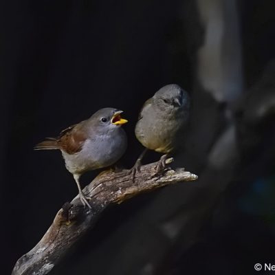 Norscott slopes, Gauteng - Feb 2017