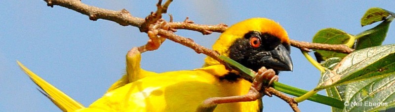 Weaver, Southern Masked