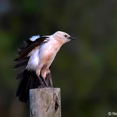 Zaagkuildrift rd, Limpopo -   March 2017