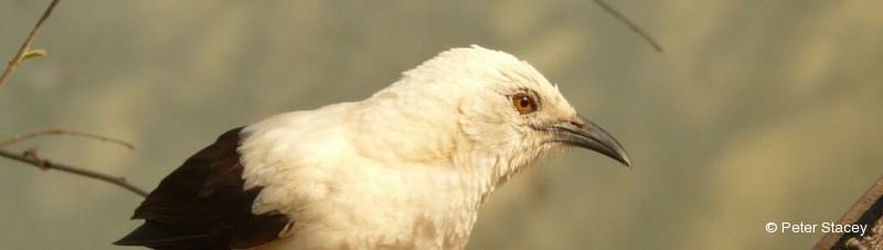 Babbler, Southern Pied