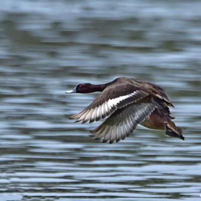 Roodeplaat dam, Oct 2016