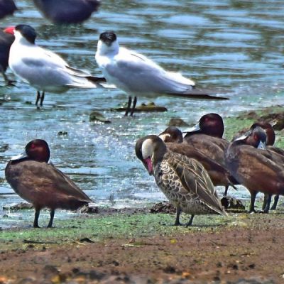 Roodeplaat dam, Oct 2016