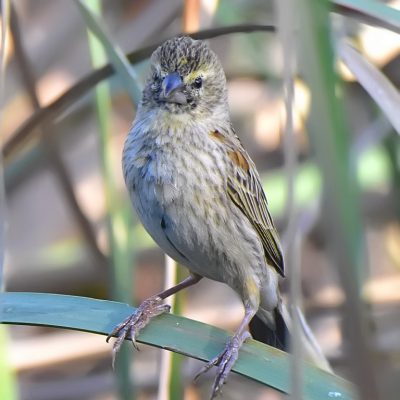 Norscott,  Sept 2016