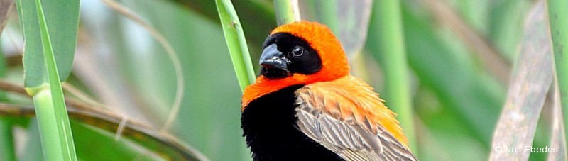 Bishop, Southern Red