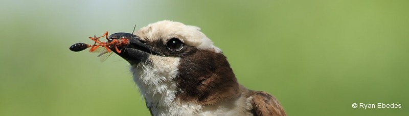 Shrike, Southern White-crowned