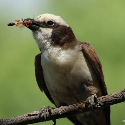 Namibia, December - 2007