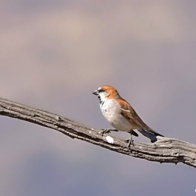 Pilansberg,  Aug 2016