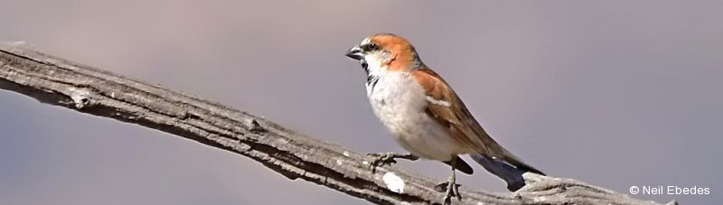 Sparrow,  Great