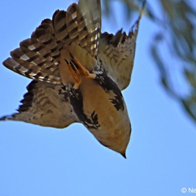 Avianto, Muldersdrift Gauteng -   July 2017