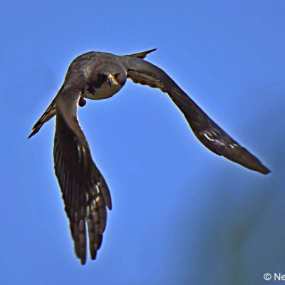 Avianto, Muldersdrift Gauteng -   July 2017