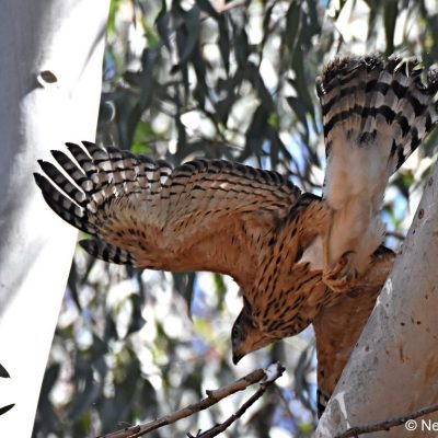 Avianto Muldersdrift - 21 Aug 2017