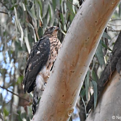 Avianto Muldersdrift - 21 Aug 2017