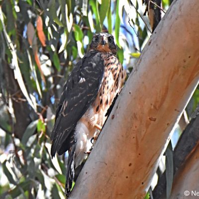 Avianto Muldersdrift - 21 Aug 2017