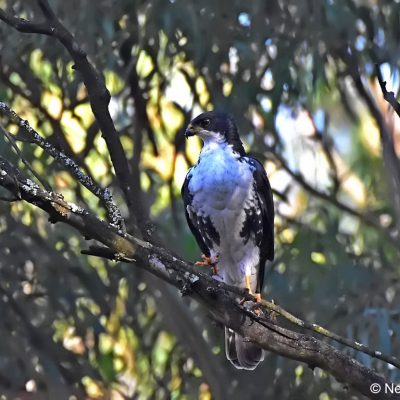 Avianto conference centre,  June 2017