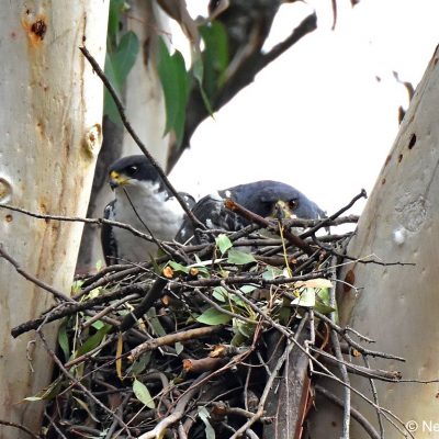 Avianto, Muldersdrift Gauteng -   July 2017